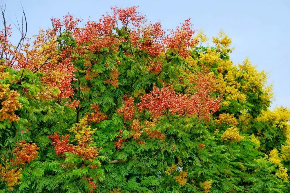 雲林東勢鄉自行車道呈現紅、黃、綠交織的繽紛景象。（圖／攝影師徐世超提供）