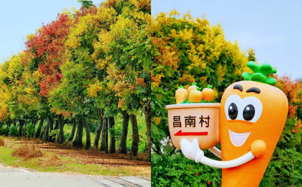 雲林整排台灣欒樹變色！長達4公里自行車道交織紅黃綠漸層美景