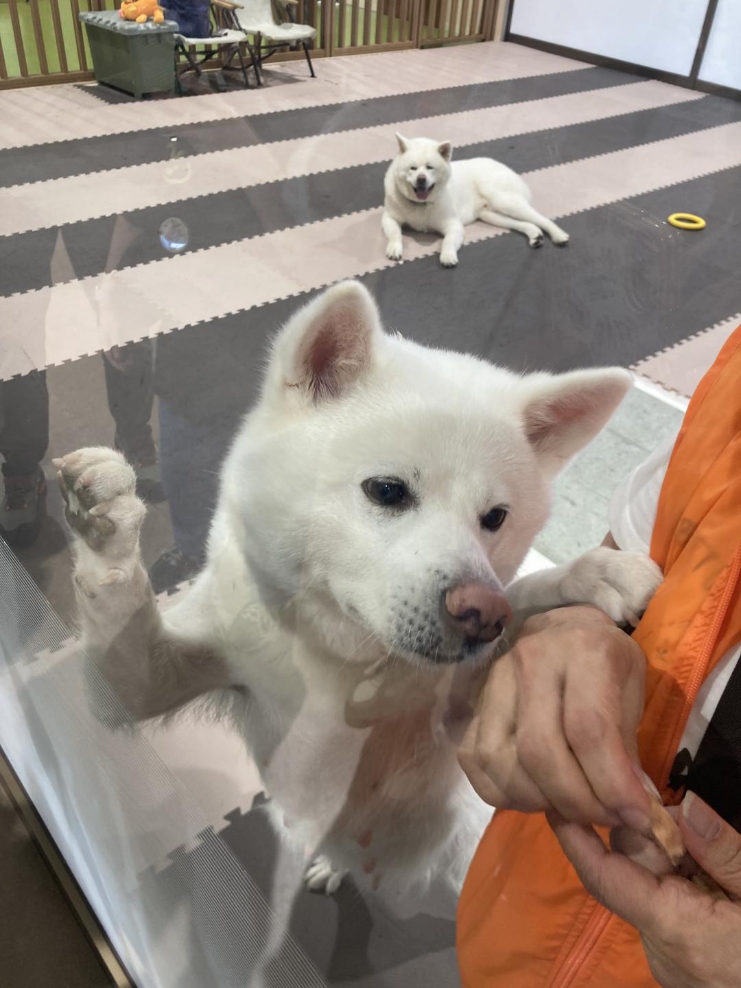 在「秋田犬之鄉」會館中，遊客可以隔著玻璃跟秋田犬互動。（記者楊綿傑攝）