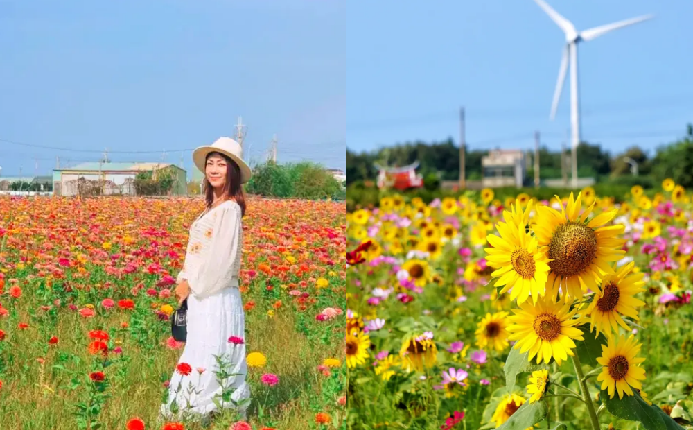 台中賞花新秘境!攝影師曝「大片向日葵+波斯菊花海」多區爆滿盛開 台中賞花新秘境!攝影師曝「大片向日葵+波斯菊花海」多區爆滿盛開