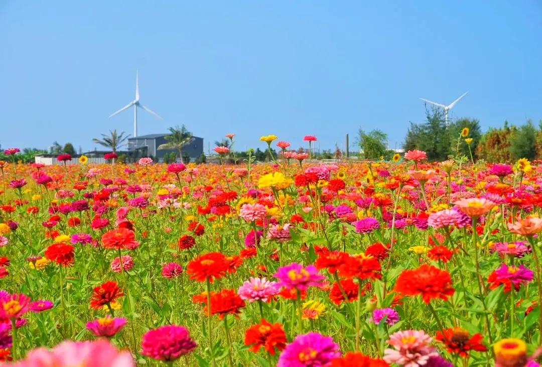 台中大甲松柏漁港附近及61線下方，開滿鮮豔的波斯菊花海。（圖／攝影師徐世超提供）