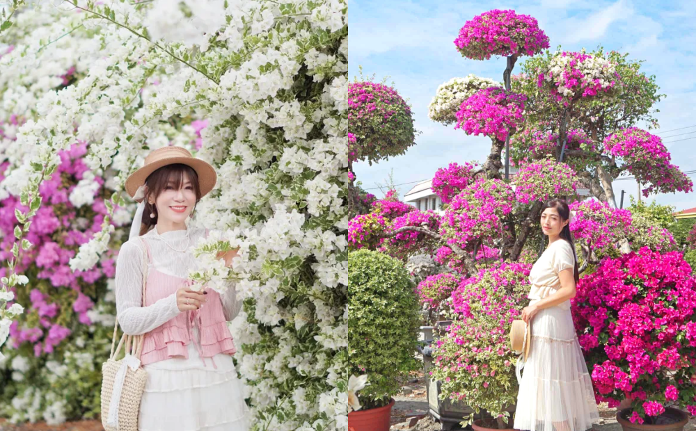 九重葛盛開２景點免費賞花！南投餐廳藏七彩花瀑、彰化花牆迷宮正美