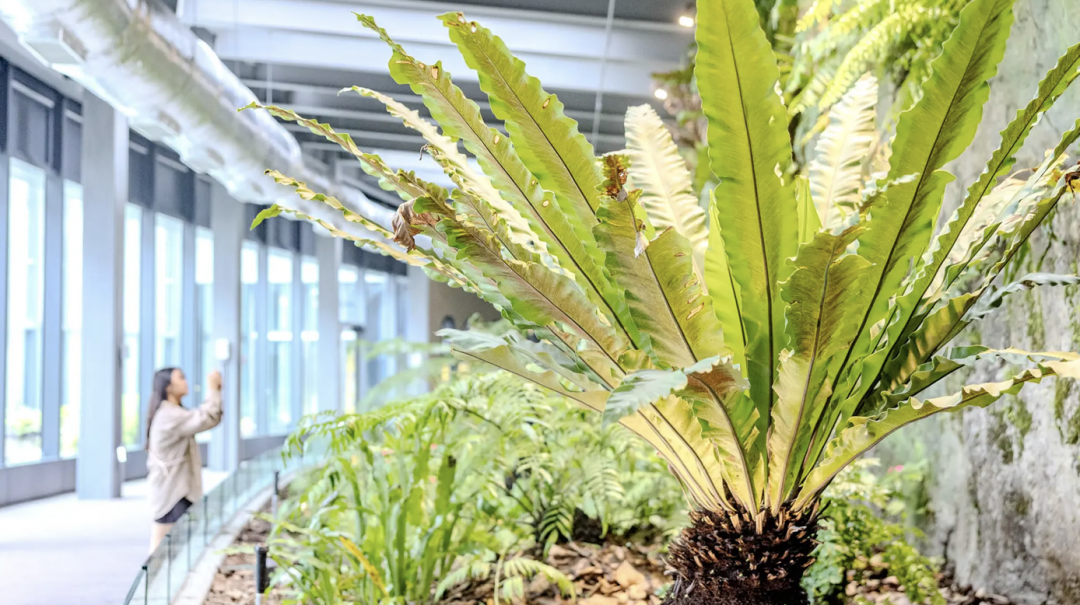 「百蕨園」匯集了近百種蕨類植物。(圖/翻攝自台泥DAKA官網)