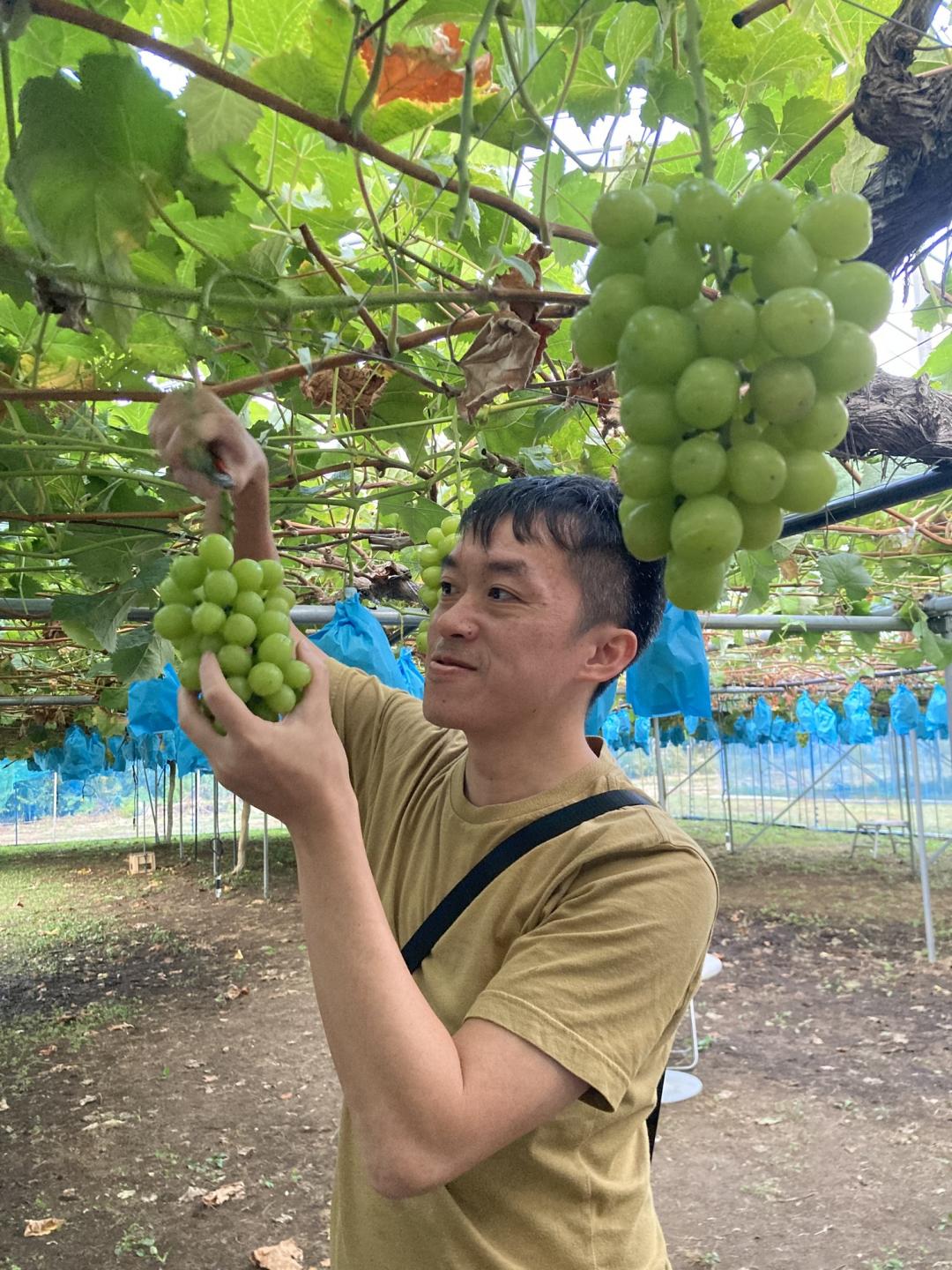 秋田產豐富水果，遊客可體驗採果，麝香葡萄現採即食。（記者楊綿傑攝）