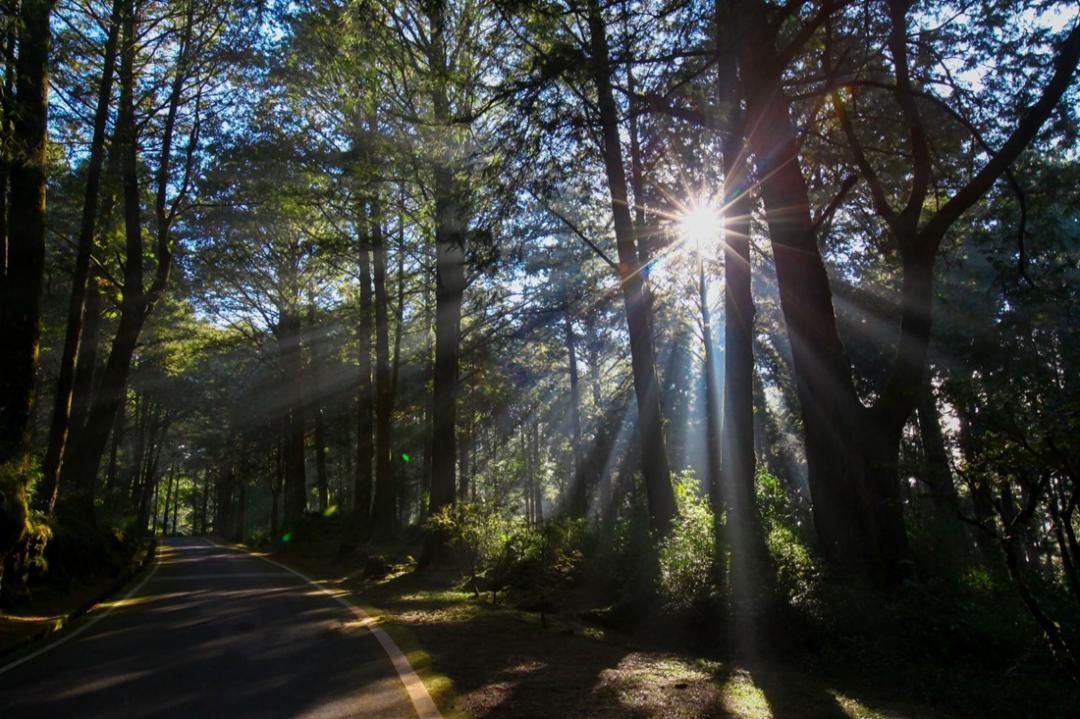 阿里山賓館帶旅人住進阿里山的無價寶藏裡，圖為祝山觀日步道。（飯店提供）