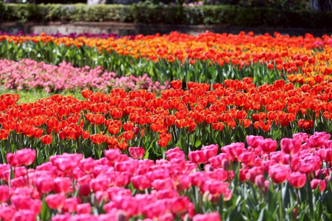 2026士林官邸鬱金香展將在2月26日至3月8日盛大登場。（北市工務局提供）