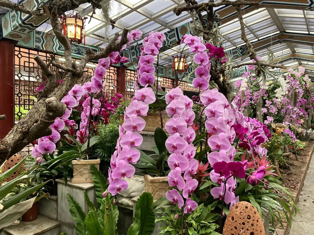 士林官邸公園新蘭亭也有免費蘭花展可賞。（北市工務局提供）