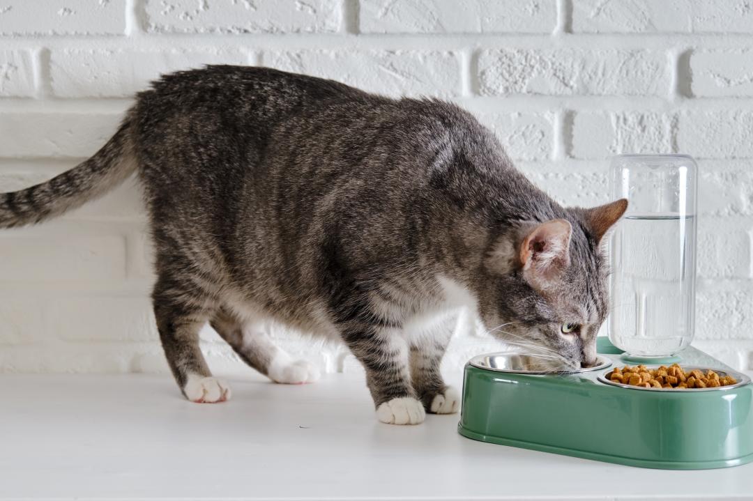 守護愛貓慢老時光！「七大銀養」健康對策  精準照顧貓咪老齡