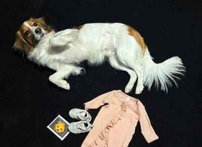 MLB》恭喜！年初爆結婚喜訊 大谷翔平宣布要當爸了