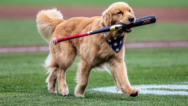 MLB》讓他升！國民3A「球僮狗狗」升上大聯盟  本季撿棒成功率100％