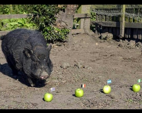 英國德比郡「神奇小豬」馬庫斯（Marcus）預測世界盃4強隊伍，分別是比利時、阿根廷、奈及利亞、烏拉圭。但這個預測有個大問題，那就是4支隊伍中至少會有2支會在八強賽遇到。（圖擷自COAL CITY FM推特）
‏
 