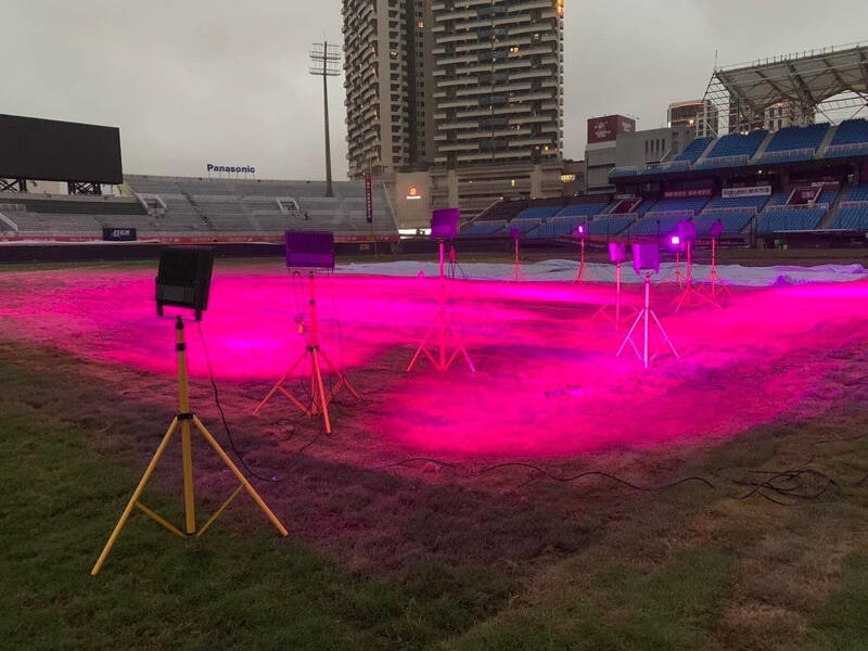 桃園棒球場目前晚上都會開「植物生長燈」幫助草皮生長，力拚3月底完成全部改善工程。（桃巿府體育局提供）