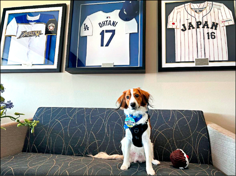 愛犬Decoy坐在貴賓室。（取自大谷翔平IG）