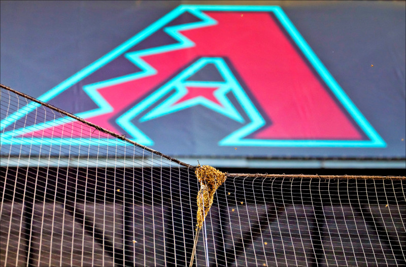 響尾蛇主場賽前出現蜂巢。（今日美國）