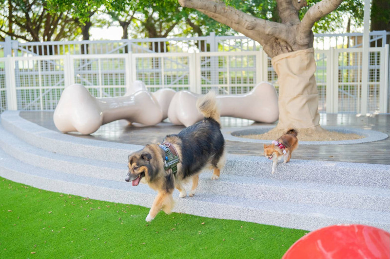 樂天桃園棒球場「戶外毛孩跑跳區」，於賽季推出後頗獲好評。（農業局提供）