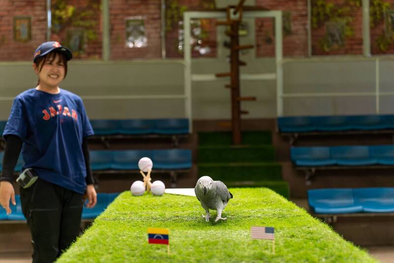 日本有隻鸚鵡成功預測本屆WBC經典賽冠軍為委內瑞拉。（圖擷取自@nakprstaff社群平台「X」）