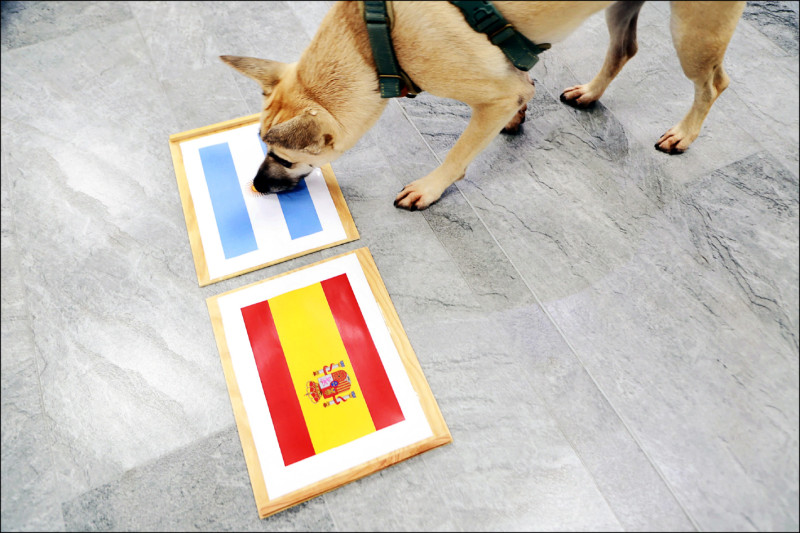 前總統蔡英文跟上世足熱潮，讓愛犬預測冠軍，結果鳳梨妹兩次都押寶阿根廷，蔡英文最後還幽默補充「不代表本人立場」。（取自網路）