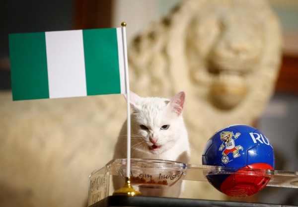 世足賽》俄國神貓預測「奈及利亞」贏 梅西準備打包回家？