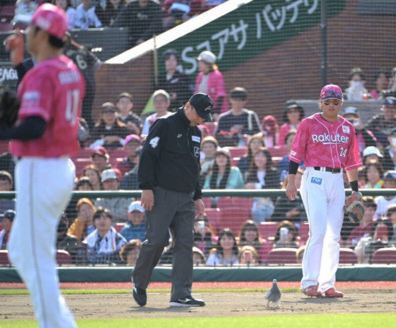 日職》不速之「鴿」助攻3分？西武教頭笑稱：也許帶來幸運吧！