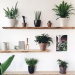 （圖片擷取自stumpplants2 Instagram）