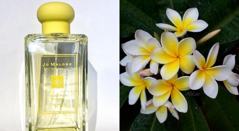 Jo Malone London今年五月花蕾系列，選用雞蛋花為基調。（翻攝自＠magiastylu、magiastylu IG）