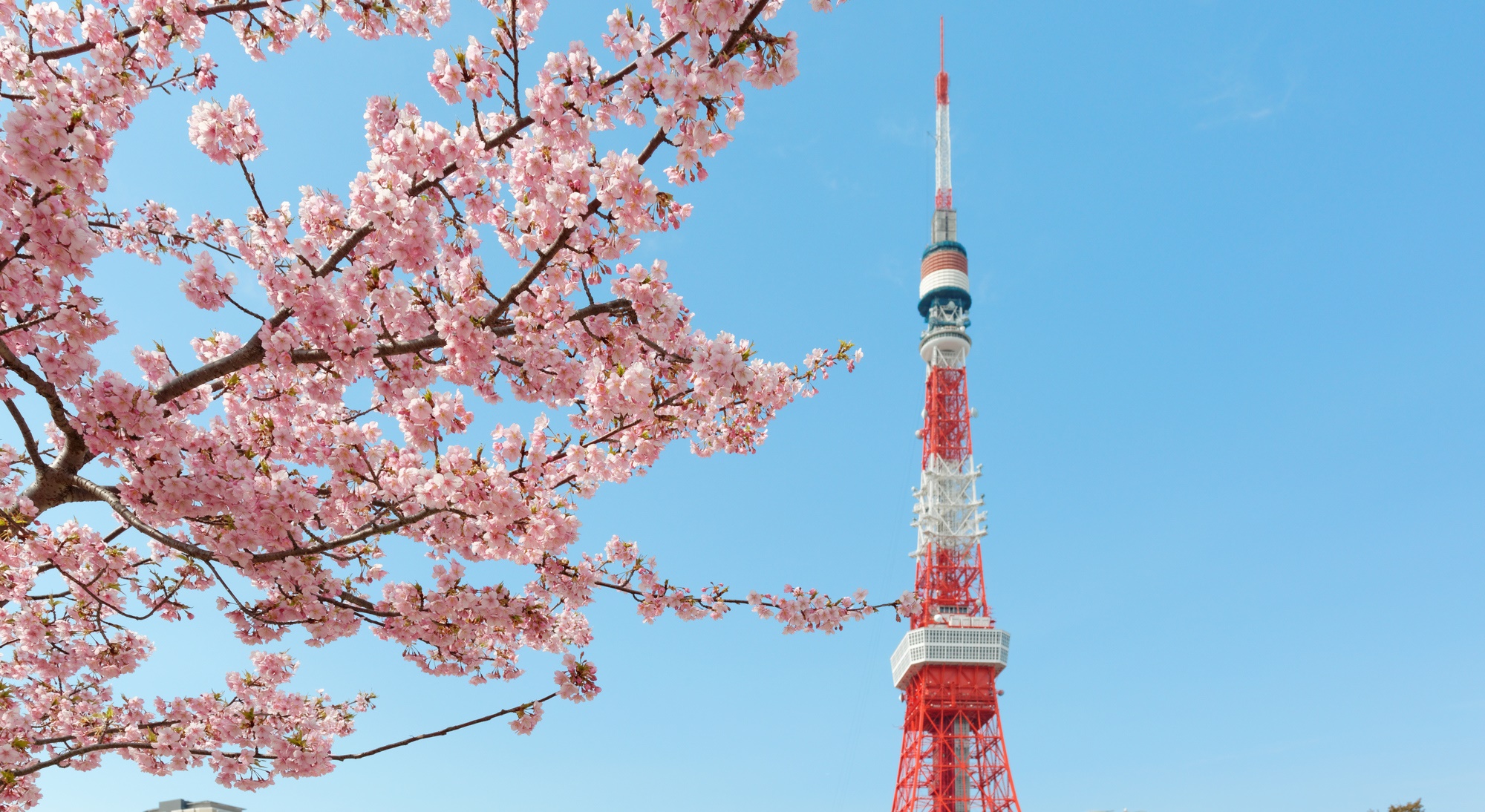 Tokyo 60. Tokyo Sky Tree Япония. Достопримечательности Японии Токийская телебашня. Токийская телебашня Токио Сакура. Токио Фудзияма Сакура.