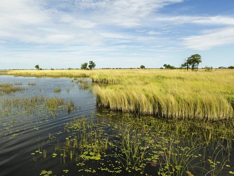 Okavango Grace（奧卡萬戈之優雅）代表的是奧卡萬戈三角洲（The Okavango Delta）。