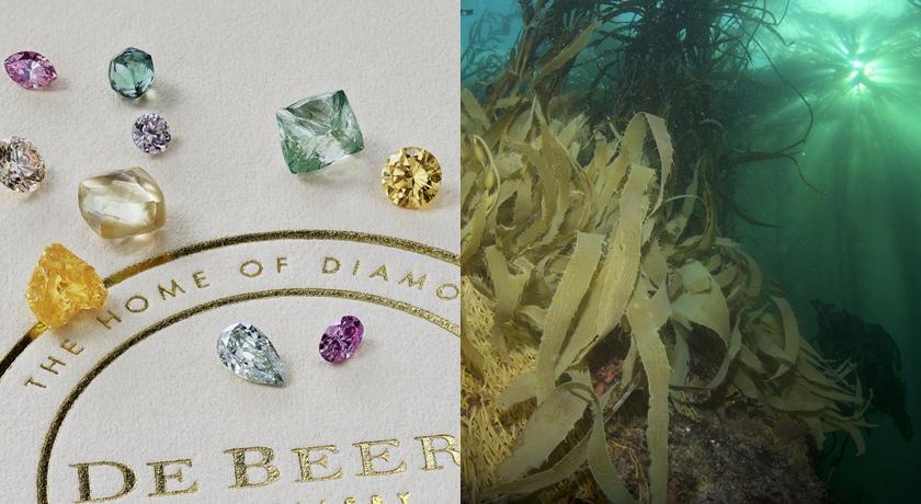 鑽石跟海洋水藻竟然有關聯！背後「真實原因」其實超有意義
