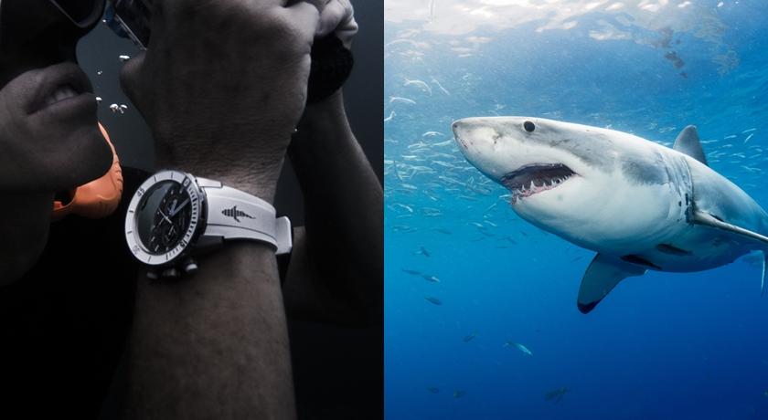 別再誤會鯊魚了！雅典錶「大白鯊限量款」錶帶鯊魚圖案超萌