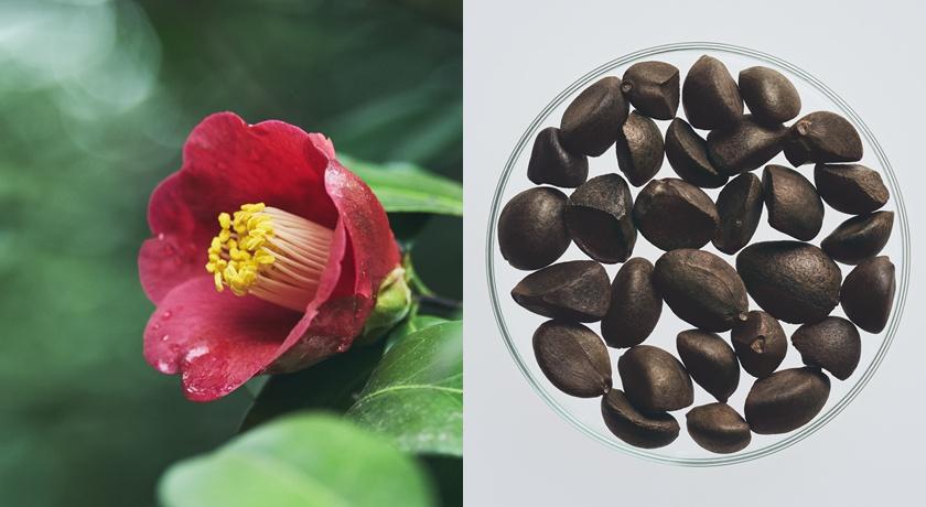 小紅瓶注入日本紅色山茶花種子萃取，蘊含14種豐富胺基酸，使肌膚彈嫩透亮，提供抗氧化保護。 