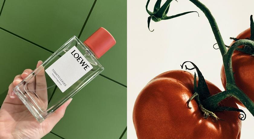 LOEWE家居香氛系列帶有清新蔬果氣息的「番茄葉」在歐洲賣翻了。