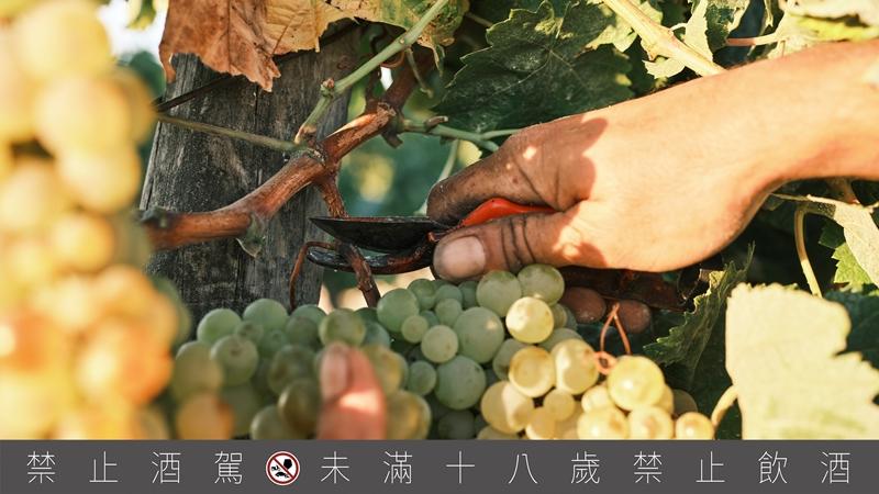 瓦德比諾為少數自有頂級葡萄園的酒莊，其堅守「單一葡萄園」傳統生產方式，並遵循百年古法發酵，產出極珍稀並風格獨具的雪莉酒。（麥卡倫提供）