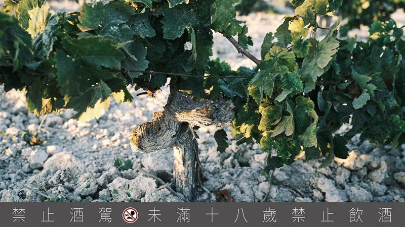 瓦德比諾的葡萄園坐落於雪莉酒法定產區中傳奇特優區域Pago Macharnudo 的核心地帶，土壤富含碳酸鈣的白堊質，帶來細膩的風味層次。（麥卡倫提供）