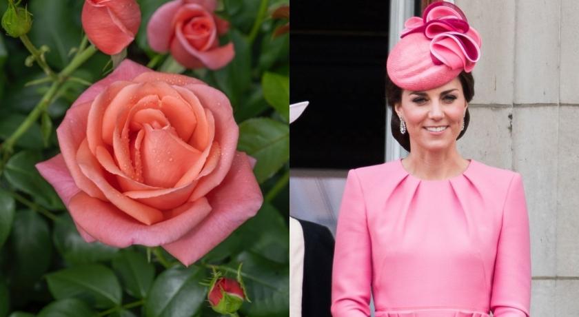 以凱特王妃命名的「凱瑟琳玫瑰」秋季登場！珊瑚粉色＋軟糖香 背後還有這層意義太暖心