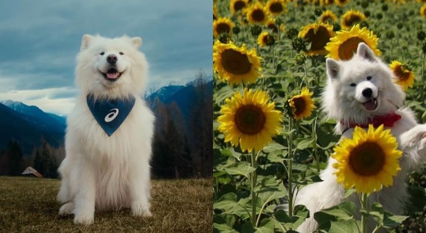 薩摩耶犬Felix成為ASICS最新品牌大使。