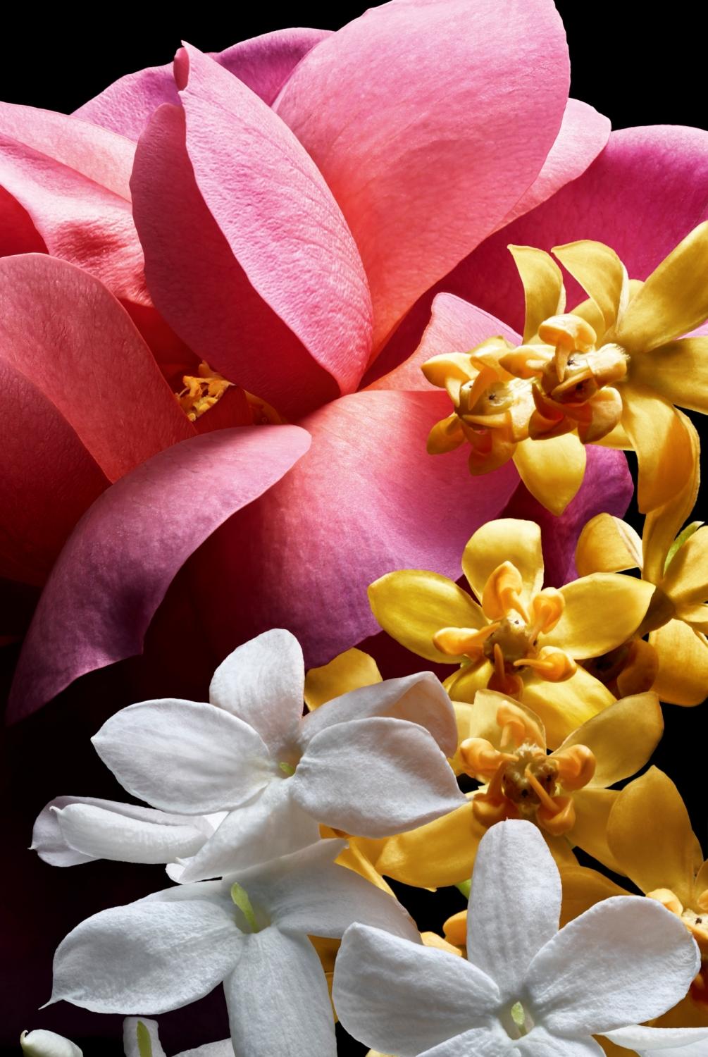 由嬌蘭香氛創意總監兼調香師戴芬潔克調配的新香調，在花香中融入柑橘香調超迷人。