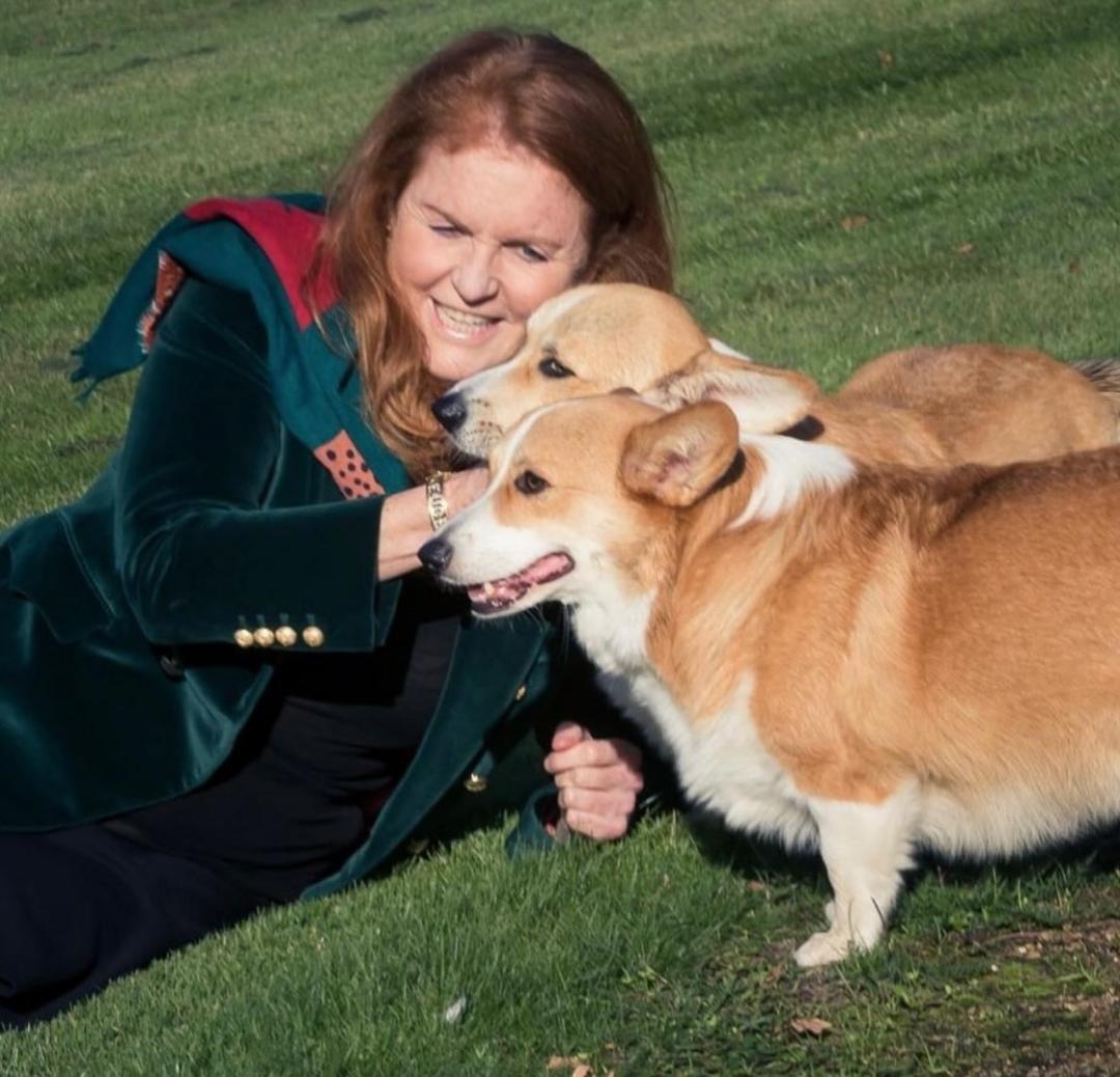 約克公爵夫人莎拉接手照顧女王的柯基犬。