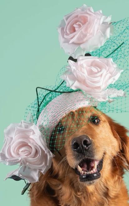 收容犬戴上設計師作品樂聲狗狗界名媛。