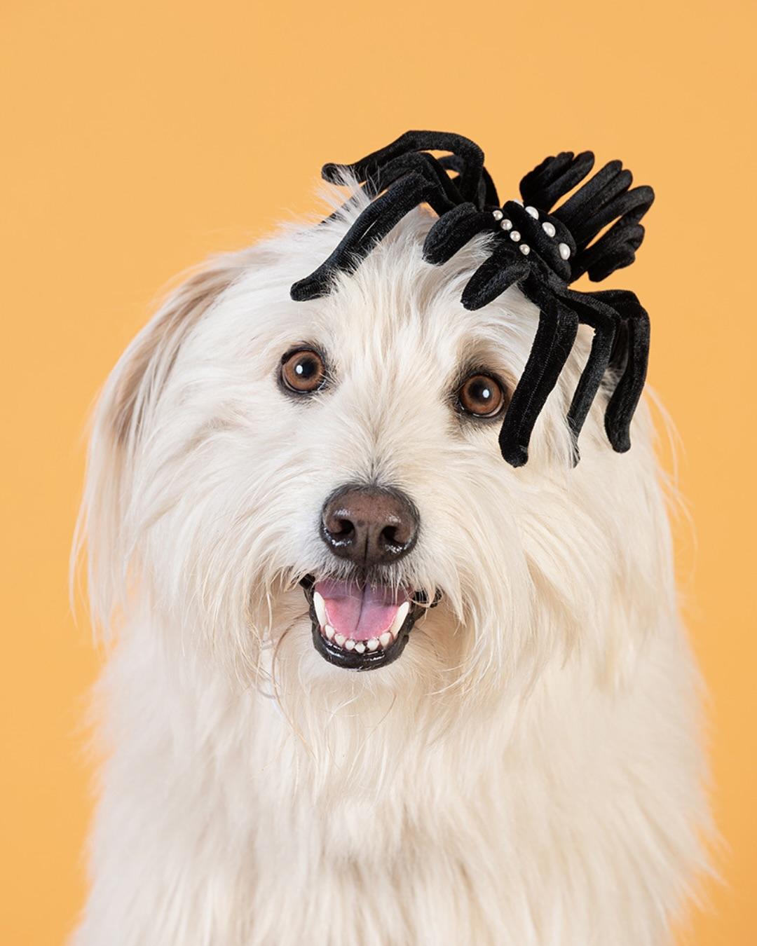 即將迎接新的一年，全新《Haute Dogs》慈善月曆開始發售。