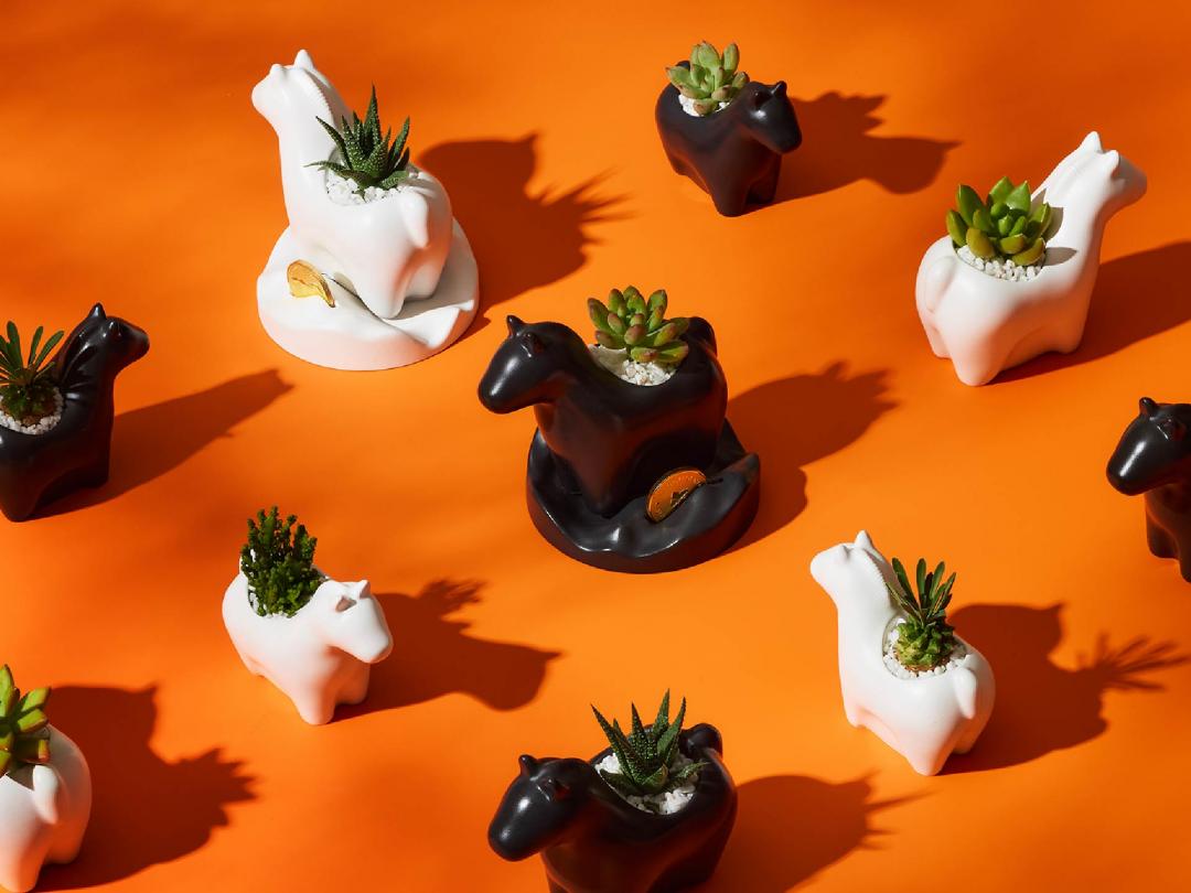 小馬植栽分為大馬及小馬兩種尺寸。