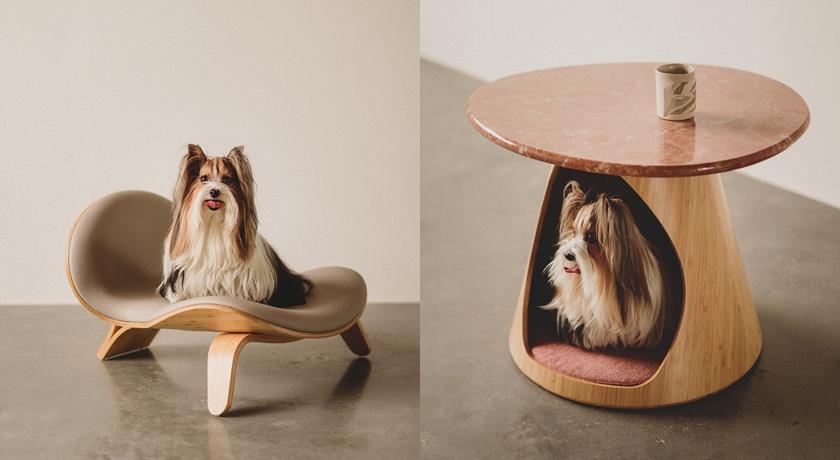 狗窩竟然可以這麼時尚！舒適好躺還可當咖啡桌 超聰明設計來自台灣