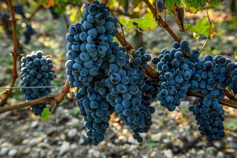 波爾多葡萄園盛產的葡萄。（Penfolds奔富提供）
