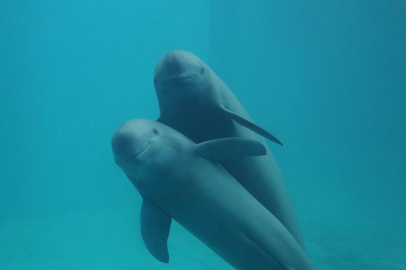 保護長江江豚，成為Oris Aquis長江江豚限量腕錶的誕生契機。（Oris提供）