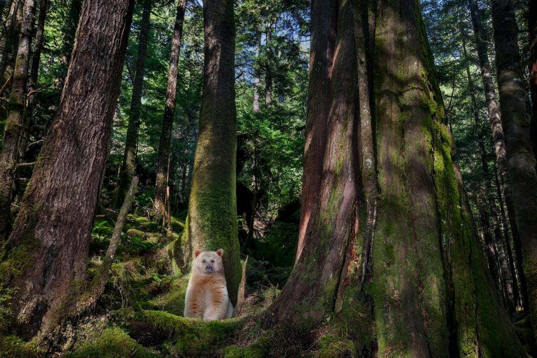 加拿大的大熊雨林（Great Bear Rainforest）中，一頭公靈熊坐在佈滿苔蘚的巨大樹根之間。
