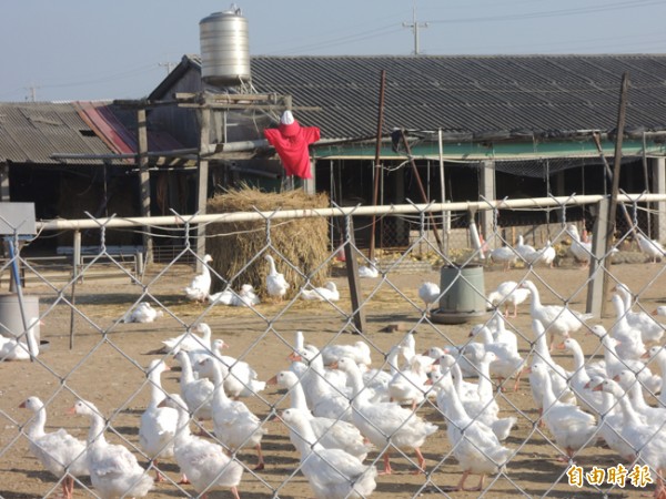 流感 鳥雞鴨鵝豬與人
