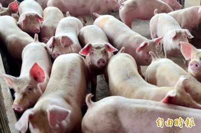 自由廣場》撲滅口蹄疫才是關鍵 美豬進口可比照日韓