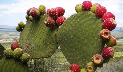 魔幻拉美》仙人掌：墨西哥不可或缺的文化圖騰與經濟作物