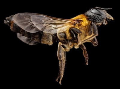 科技農報》蜜蜂也要喝咖啡提神？研究顯示咖啡因能提昇蜂群授粉效率！