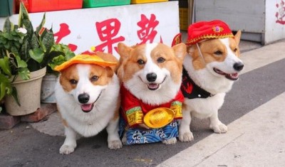 故事》狗年好狗運！「狗」字是怎麼來的？