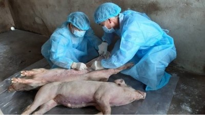 韋恩的食農生活》馬來西亞在中國製豬肉罐頭驗出非洲豬瘟病毒！？